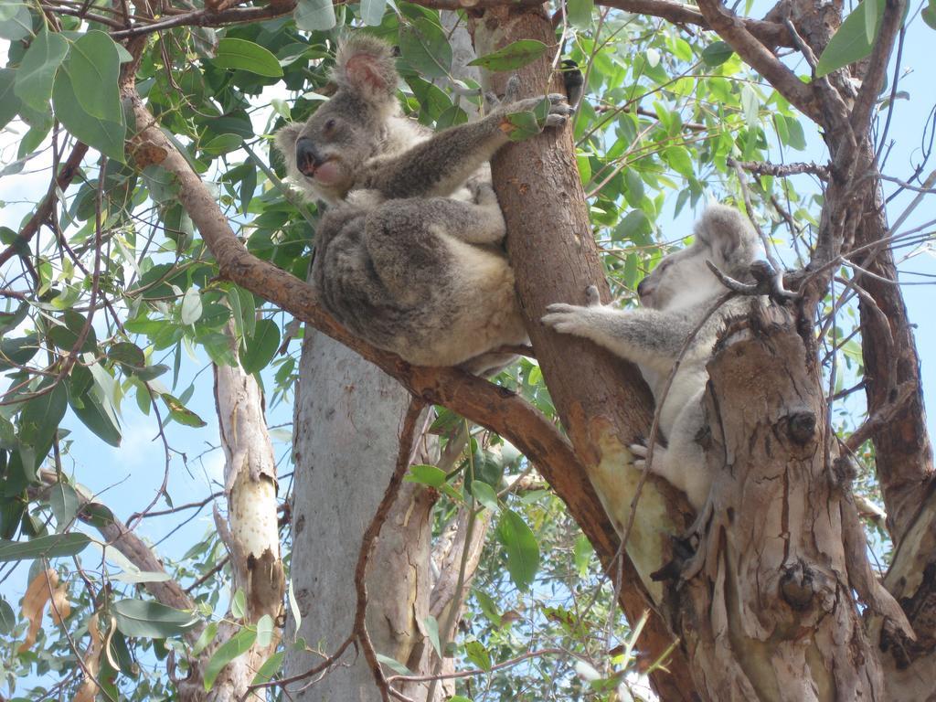 Magnetic Island Bed And Breakfast Horseshoe Bay エクステリア 写真