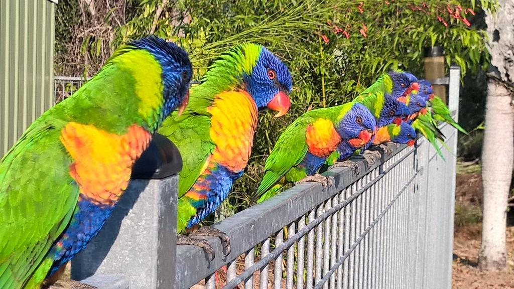 Magnetic Island Bed And Breakfast Horseshoe Bay エクステリア 写真